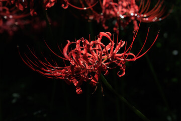 Red spider lilies on black