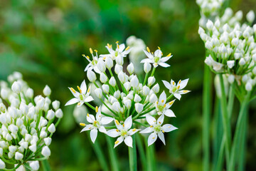 Chinese chive flowers blooming neatly in a summer garden.