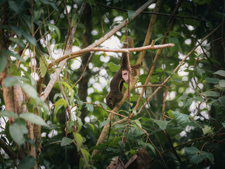 Plantain squirrel (Callosciurus notatus) climbing in tropical forest canopy, Singapore.