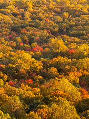 A close up photograph of trees with fall foliage colors from above.