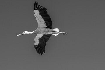 Wings of Freedom. Up in the Sky. Negative Space.