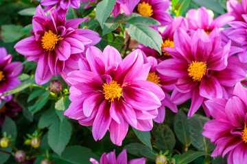 Close-up of vibrant pink dahlia flowers blooming in a garden.