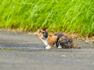 水を飲む野良猫