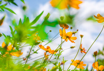 Yellow cosmos flower in beautiful park under the blue sky