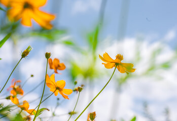 Yellow cosmos flower in beautiful park under the blue sky