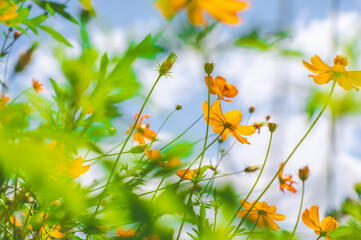 Yellow cosmos flower in beautiful park under the blue sky