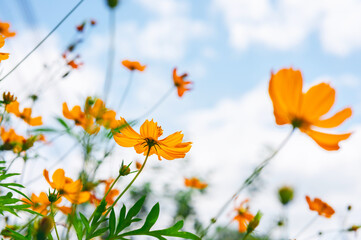 Yellow cosmos flower in beautiful park under the blue sky