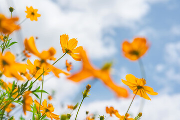 Yellow cosmos flower in beautiful park under the blue sky