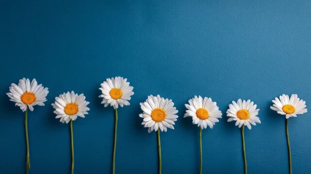 Seven daisies on blue background. White petals, yellow centers, and green stems