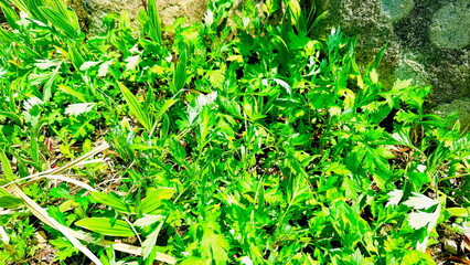 green grass background