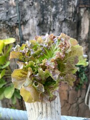 Fresh Red Oakleaf Lettuce Growing in Garden
