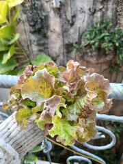 Fresh Red Oakleaf Lettuce Growing in Garden