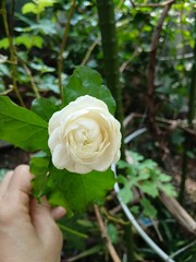 Close-Up of White Arabian Jasmine Flower