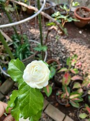 Close-Up of White Arabian Jasmine Flower