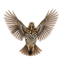 Fototapeta premium Flying Thrush Bird with Spread Wings Isolated on White Background