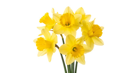 bunch of bright yellow daffodils with green stems, cutout, PNG isolated on white or transparent background