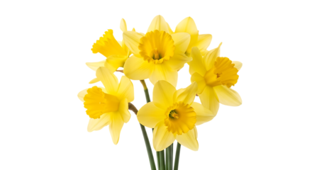 bunch of bright yellow daffodils with green stems, cutout, PNG isolated on white or transparent background