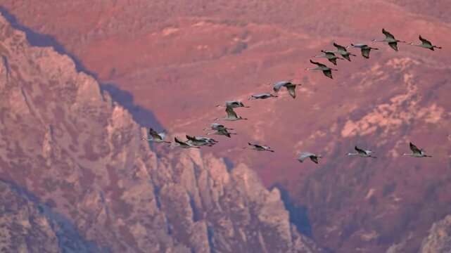 Sandhill Cranes migrating through Utah across the Wasatch front at sunset.