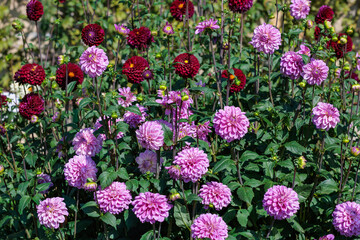 Obraz premium Beautiful pink dahlia flowers blooming in the garden.