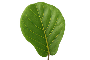 Obraz premium Fiddle leaf fig tree concept showing a green leaf with prominent vein structure on a transparent background