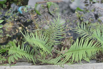 Lush green ferns with intricate fronds thriving in an earthy, natural environment, showcasing the vibrant beauty of botanical life and serene forest undergrowth