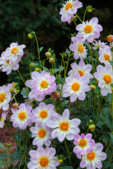 Pale pink dahlia flowers with white frills blooming beautifully in the garden.