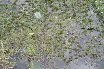 Lush green aquatic vegetation thriving on the water's surface, creating a beautiful natural pattern in a serene freshwater habitat, showcasing nature's vibrant ecosystem
