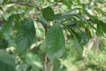 Fototapeta premium Lush green foliage of a vibrant plant, showcasing healthy leaves under natural light, ideal for themes of growth, nature, and organic beauty