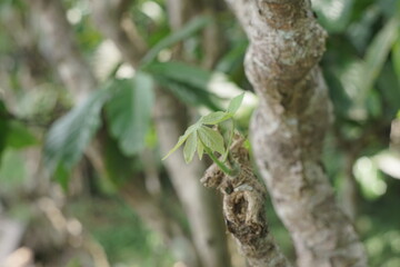 Close-up of fresh green leaves emerging from a textured, twisted tree branch, symbolizing new growth and natural vitality in a serene botanical setting
