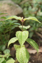 Vibrant green foliage with distinctive textured leaves thriving in a natural garden environment, capturing the intricate patterns and fresh growth of a healthy botanical specimen in soft daylight