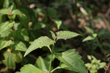 Close-up of vibrant green leaves thriving in a natural habitat, showcasing the lushness of botanical growth and healthy plant life in the outdoors
