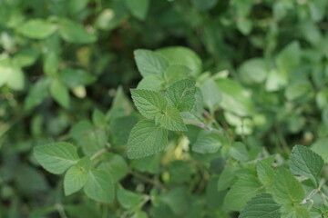 Lush green leaves of a thriving plant captured in natural light, showcasing organic growth and detailed botanical texture, ideal for themes of nature and freshness