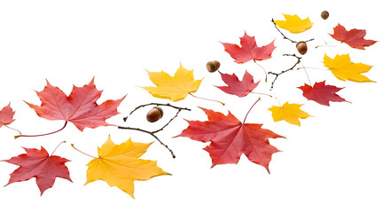 Fototapeta premium Dynamic composition of colorful autumn maple leaves, branches, and acorns for seasonal border design isolated PNG with Transparent Background