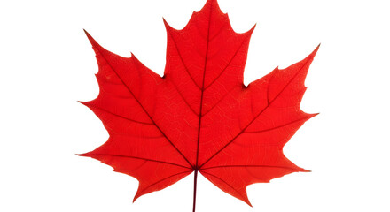Single vibrant red maple leaf symbolizing autumn season, nature, and Canadian identity graphics isolated PNG with Transparent Background