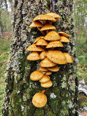 A group of fungus golden pholiota or adiposa (Pholiota aurivella or adiposa) on the bark of a tree in a forest.