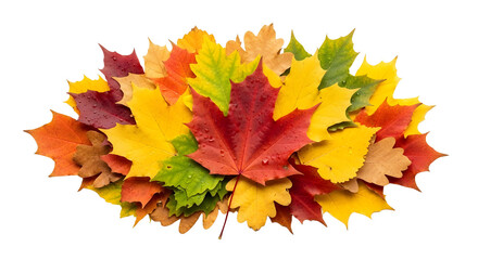 Colorful autumn fall maple leaves collection isolated for seasonal border and decoration isolated PNG with Transparent Background