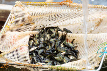 Juveniles de tilapia antes de su siembra para un proyecto acuícola.