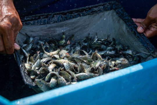 Juveniles de tilapia antes de su siembra para un proyecto acu&iacute;cola.