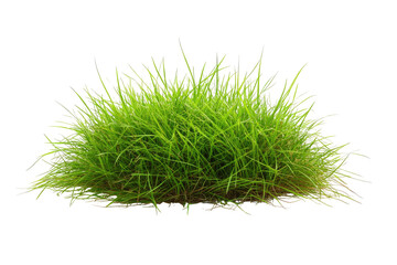 Lush green grass clump, isolated on black background