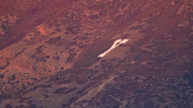 Sandhill Cranes flying across Y Mountain in Utah Valley during sunset.