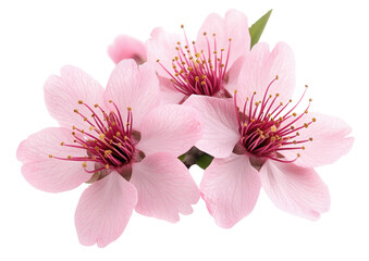 Three pale pink flowers, prominent stamens, dark background