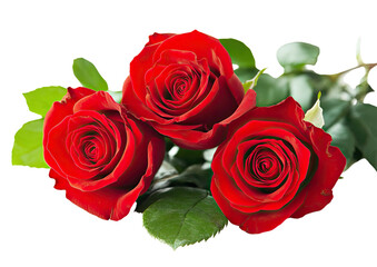 Three lush, deep red roses with bright green leaves