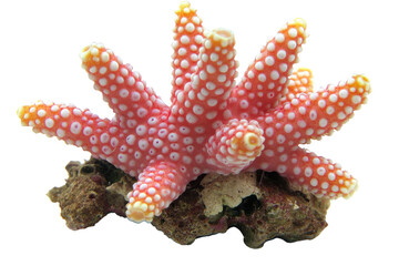 Pink coral with white tips, sitting on rock
