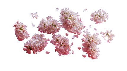 Blooming pink flower clusters & scattered petals float in space