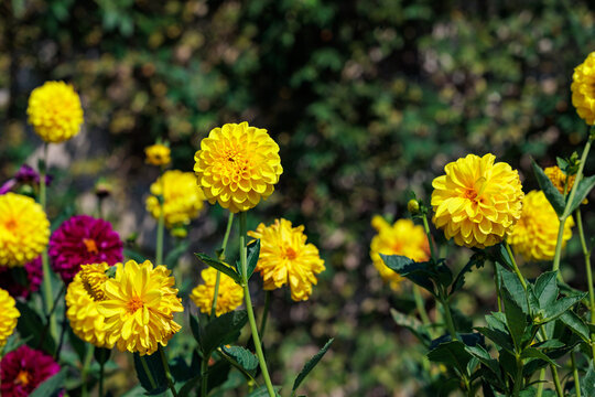 Beautiful blooming yellow dahlia flowers in a summer garden.