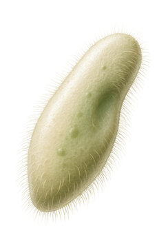 3D model of a paramecium with slipper-shaped body and cilia on the surface.