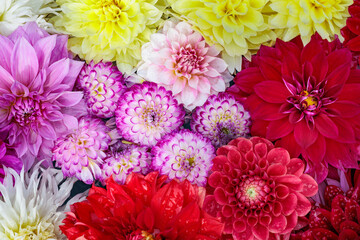 Beautiful dahlia flowers of different colors floating in water in a garden.