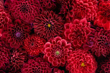 Beautiful red dahlia flowers floating in water in the garden.