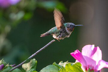 Hummingbird in Flight by Garden Blooms