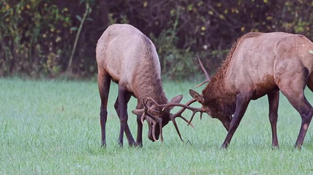 Two bull elk locking horns in fight during fall rut season. 